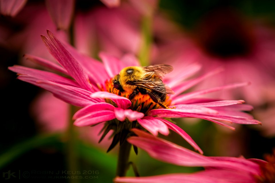 A_Busy_Bee_(182909679)
