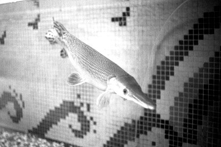 A_long_nosed_fish_in_the_aquarium,_Kankaria