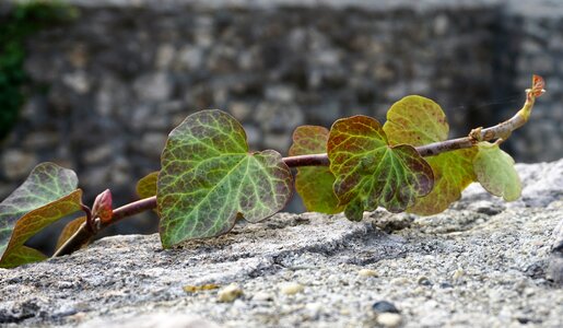 Foilage leaf gray leaf