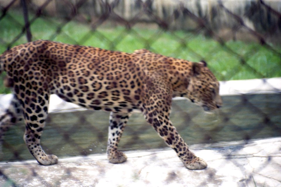 A_leopard_at_Indroda_Park