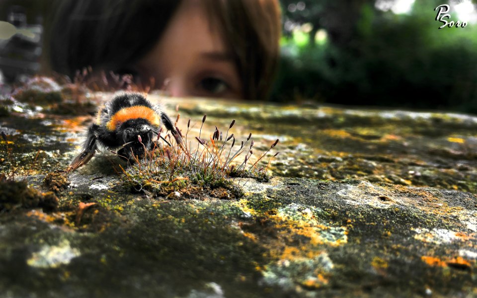 A_Bumblebee_A_Curious_Child_(214083229)