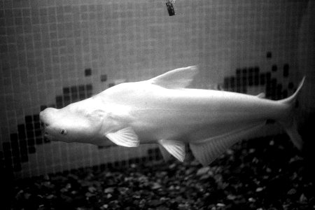 A_large_nosed_fish_in_the_aquarium,_Kankaria