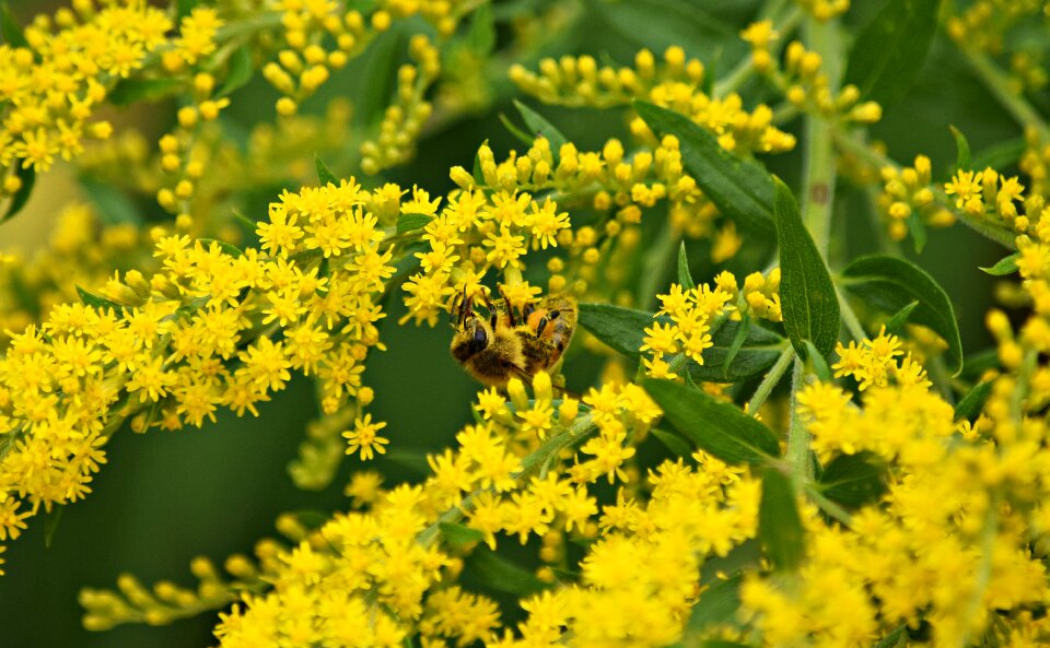 Sunny insects summer