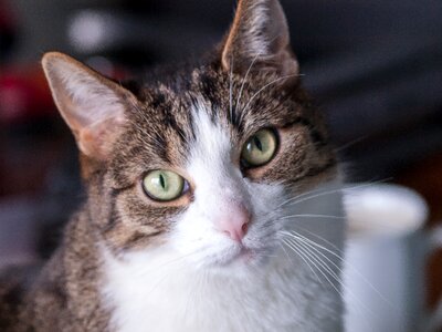 Tiefenschärfe depth of field eyes