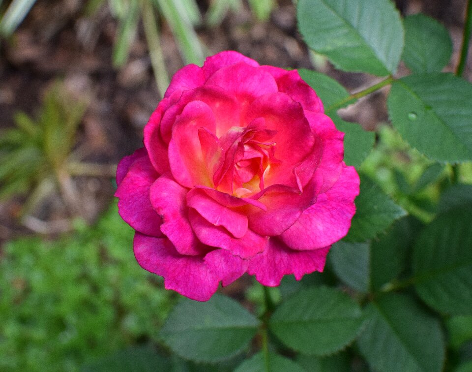 Bloom summer plant