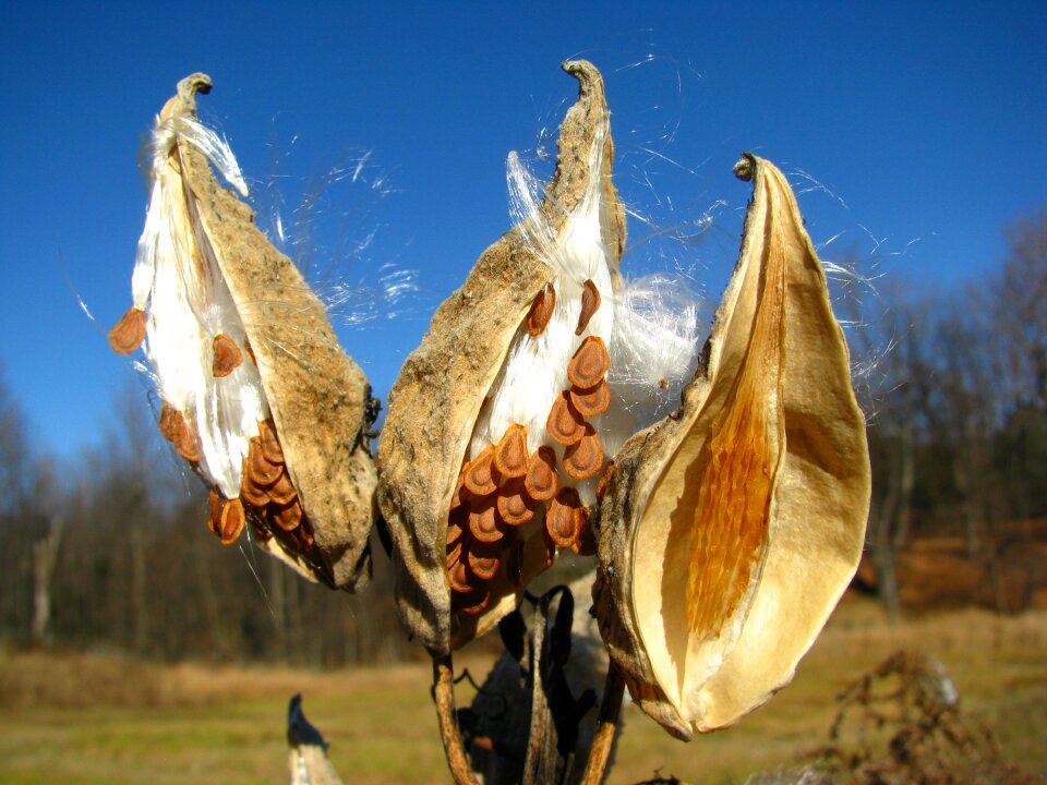 Milkweed seed autumn