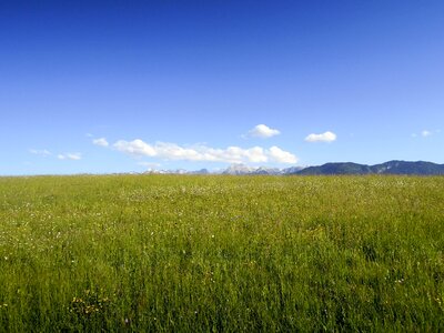 Flourishing green landscape