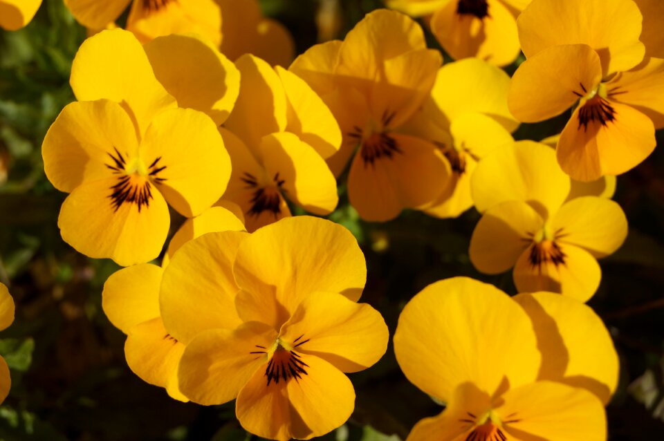 Spring yellow flower