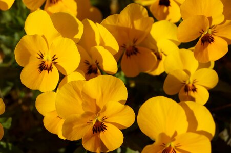 Spring yellow flower