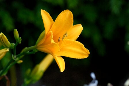 Close up lily garden photo