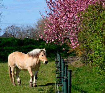 A_domestic_horse_in_Bemmel,_Netherlands