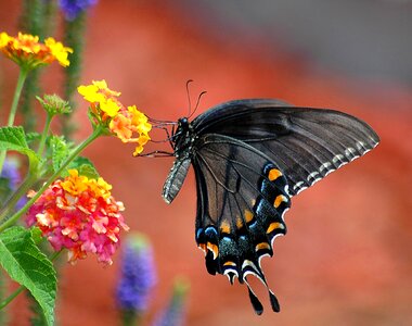 Papilio insect flower