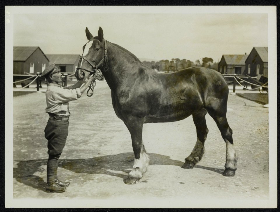 A_convalescent_horse_depot_(A.V.C.)_patient_ready_for_discharge_to_duty_from_a_V,_Bestanddeelnr_158-1512