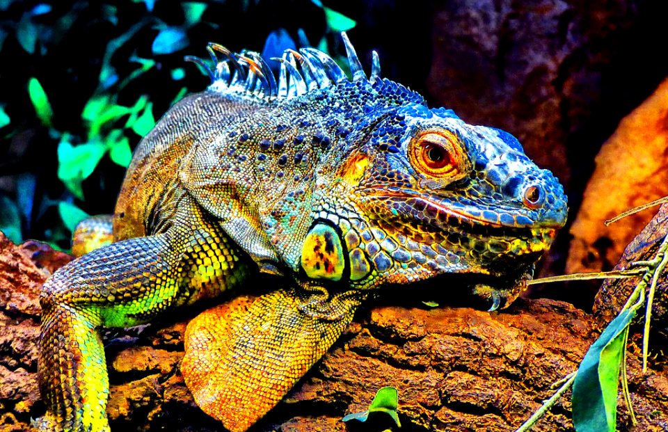 A_Colorfull_Dragon_(181455855)