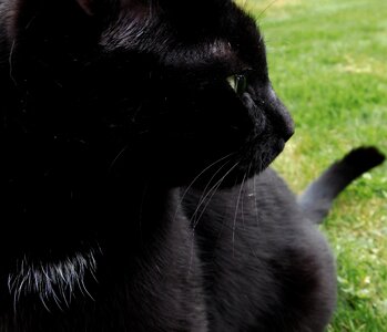 Whiskers sweet mieze