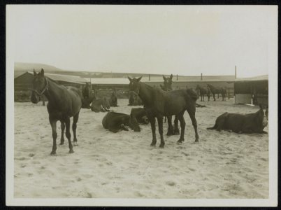 A_convalescent_horse_depot_(A.V.C.)_Debility_cases_enjoying_a_well_earned_rest_i,_Bestanddeelnr_158-1513
