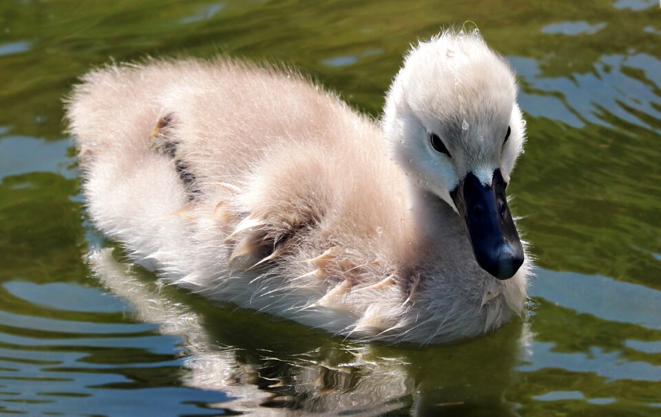 Lake water bird cygnet