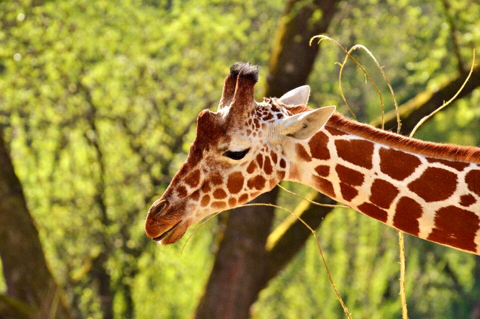 Long jibe animals africa