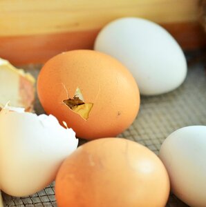 Chicks hen's egg chicken eggs photo
