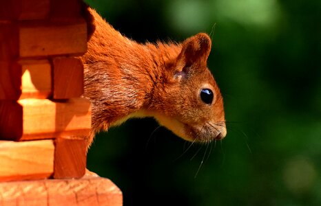 Rodent nature cute photo