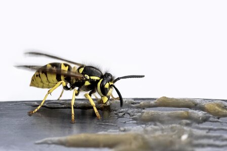 Nature sting close up