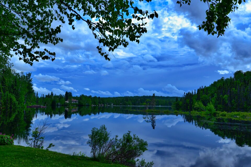 Trees reflections summer