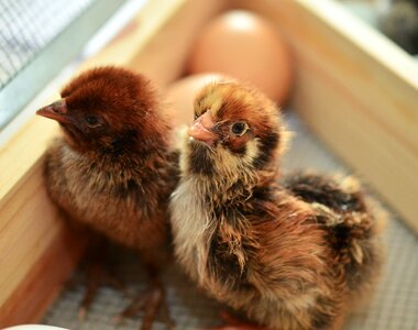 Young animal fluff poultry photo