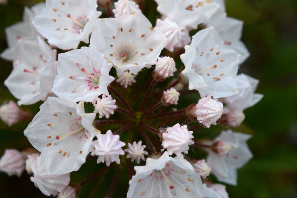 White mountain laurel gray mountain