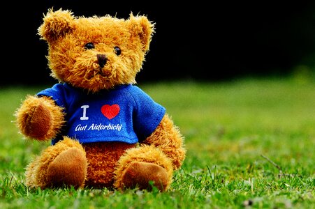 Animals bear funny