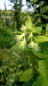 Hop burr hop plant wisconsin hops