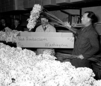 Aalsmeer._Bloemen_voor_Amerika,_Bestanddeelnr_905-0306