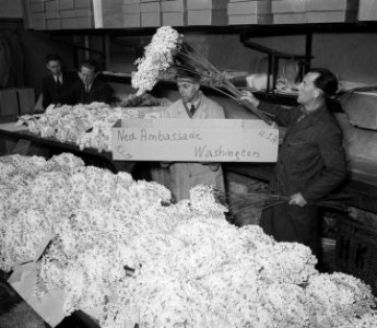 Aalsmeer._Bloemen_voor_Amerika,_Bestanddeelnr_905-0303