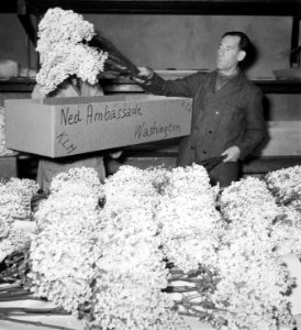 Aalsmeer._Bloemen_voor_Amerika,_Bestanddeelnr_905-0304