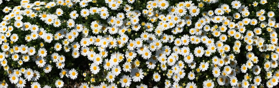 One side flower garden flowers