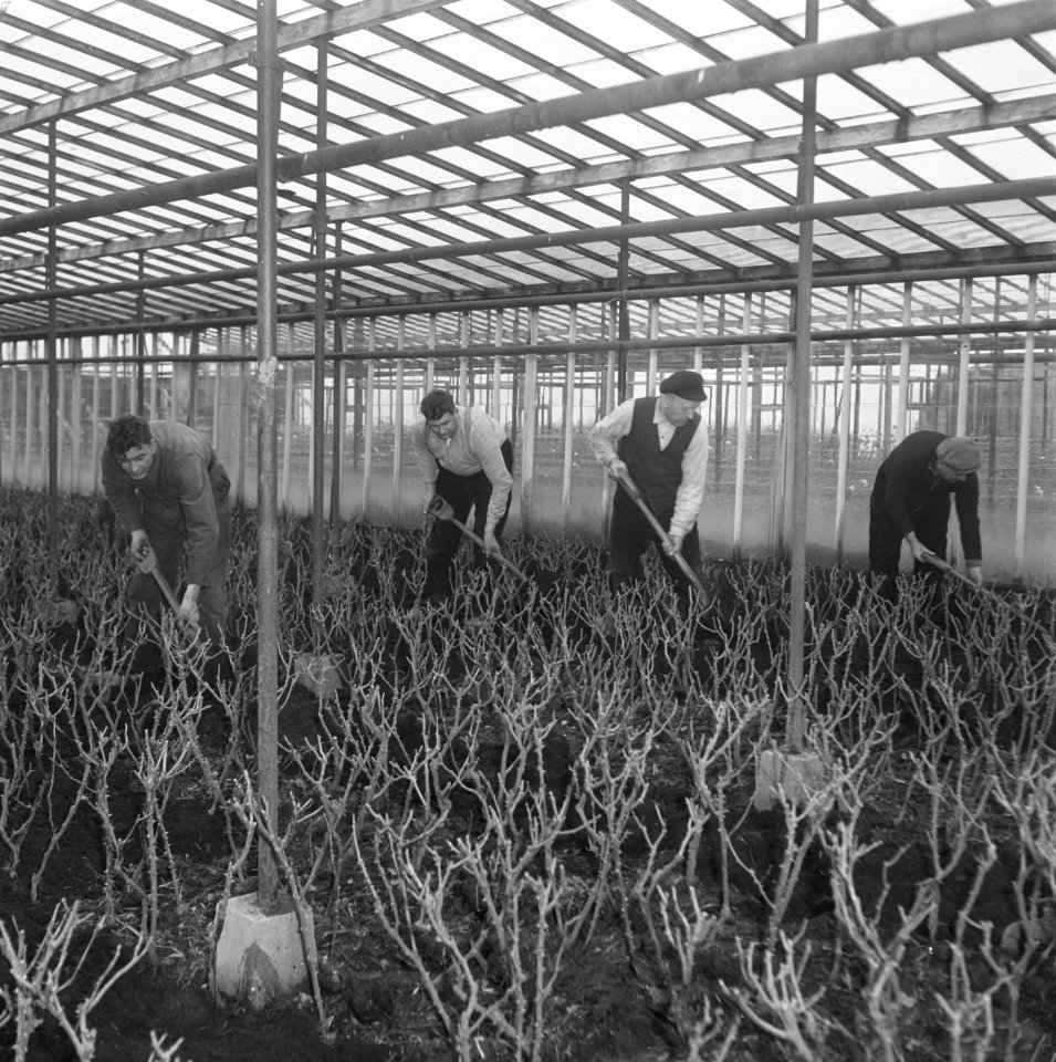 Aalsmeer,_Bestanddeelnr_902-0758