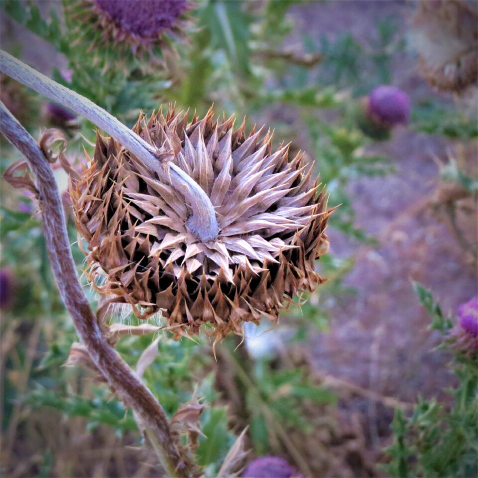 Wild weed unusual pattern
