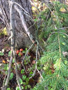 A_Slavonic_neopagan_offering_in_the_wood._Sakhalin,_Summer_2017