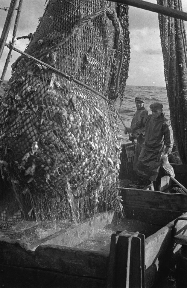 Aan_boord_van_een_Nederlandse_vistrawler,_Bestanddeelnr_935-3037