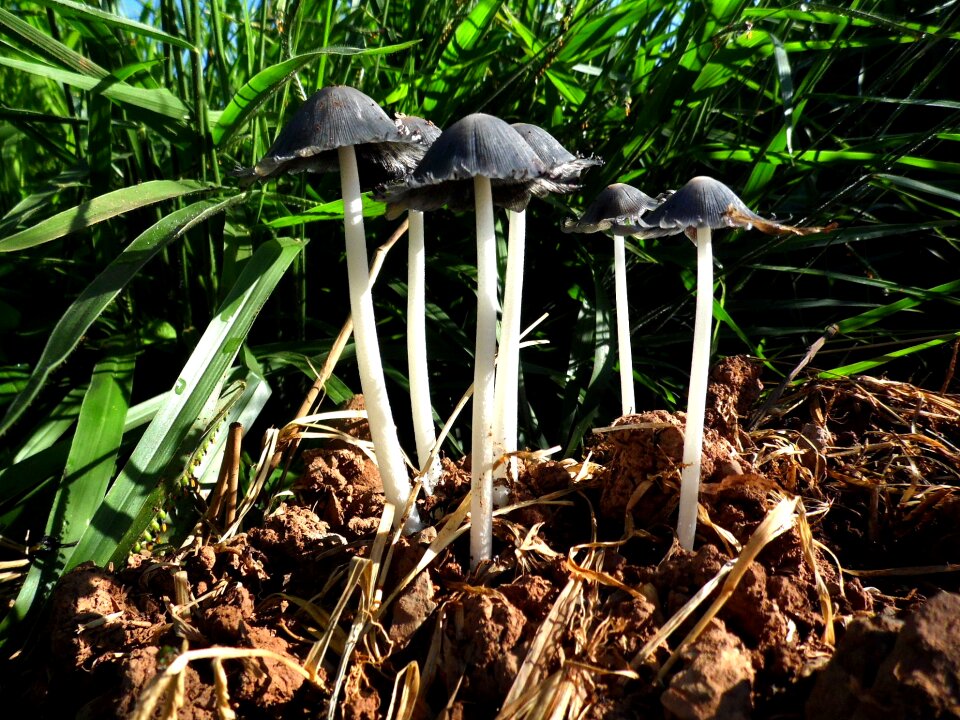 Nature fungus macro