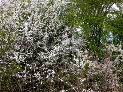 A_shrubland_of_Pruno-Crataegetum