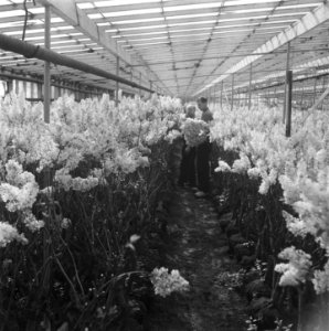 Aalsmeer,_Bestanddeelnr_902-1228