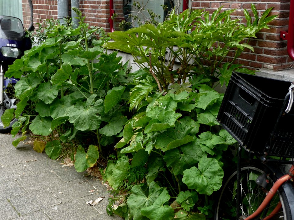 A_view_on_urban_hollyhocks_in_front_of_the_brick_house-facades,_Hoogte_Kadijk,_Amsterdam;_high_resolution_image_by_FotoDutch,_June_2013