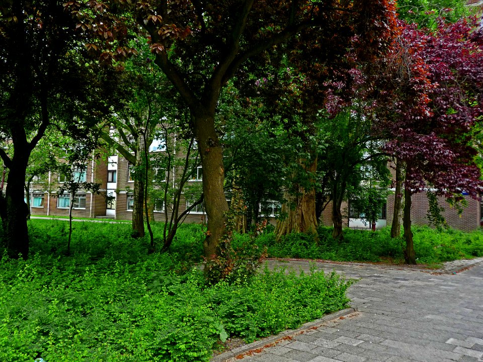 A_view_on_a_group_of_red_urban_trees_in_the_Plantage-district_in_Amsterdam;_high_resolution_image_by_FotoDutch_in_June_2013