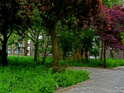 A_view_on_a_group_of_red_urban_trees_in_the_Plantage-district_in_Amsterdam;_high_resolution_image_by_FotoDutch_in_June_2013