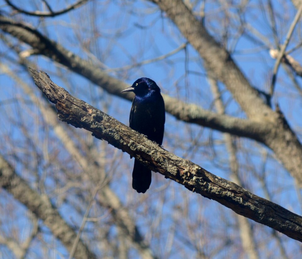 Wildlife branch outdoor