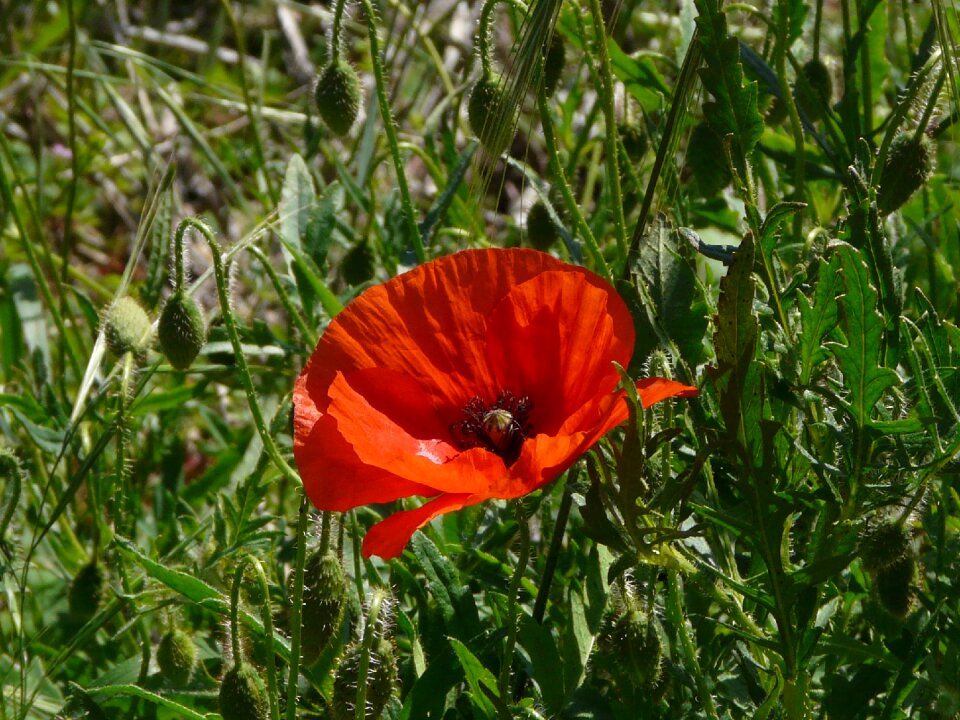 Prairie nature fields