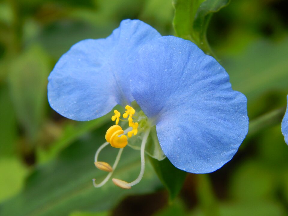 Flower celeste santa lucia wild flower