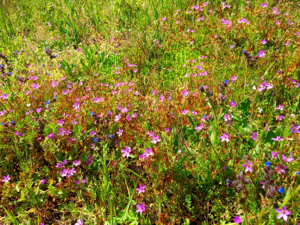 A_vegetation_of_Artemisietea_vulgaris