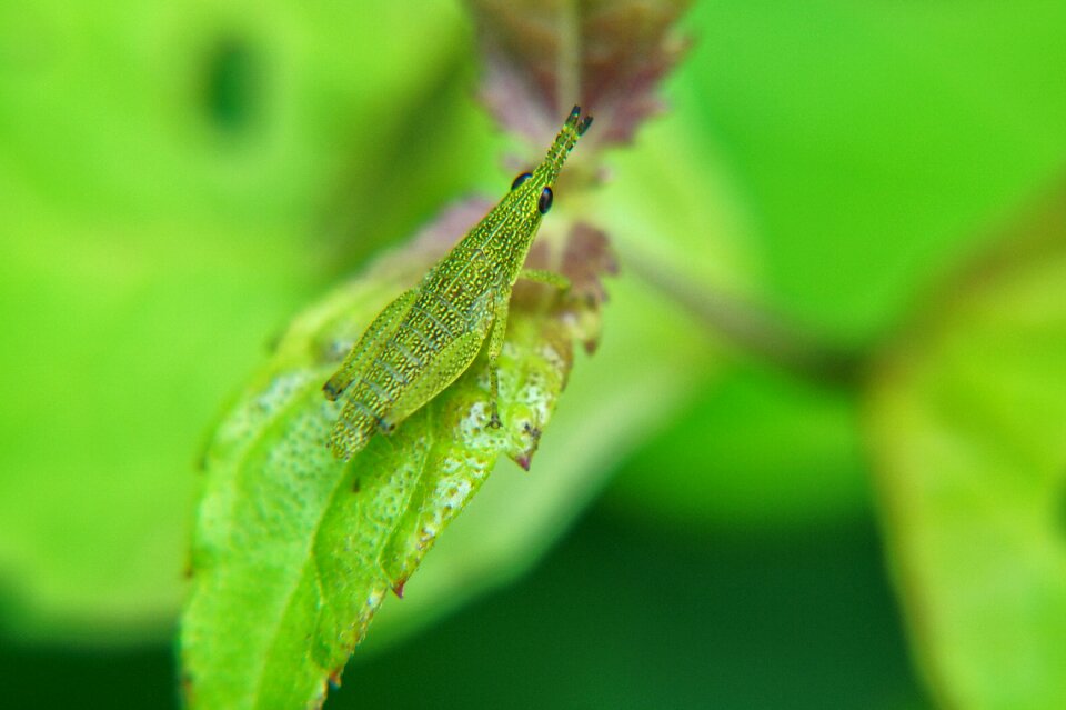 Microphotographing bugs nature