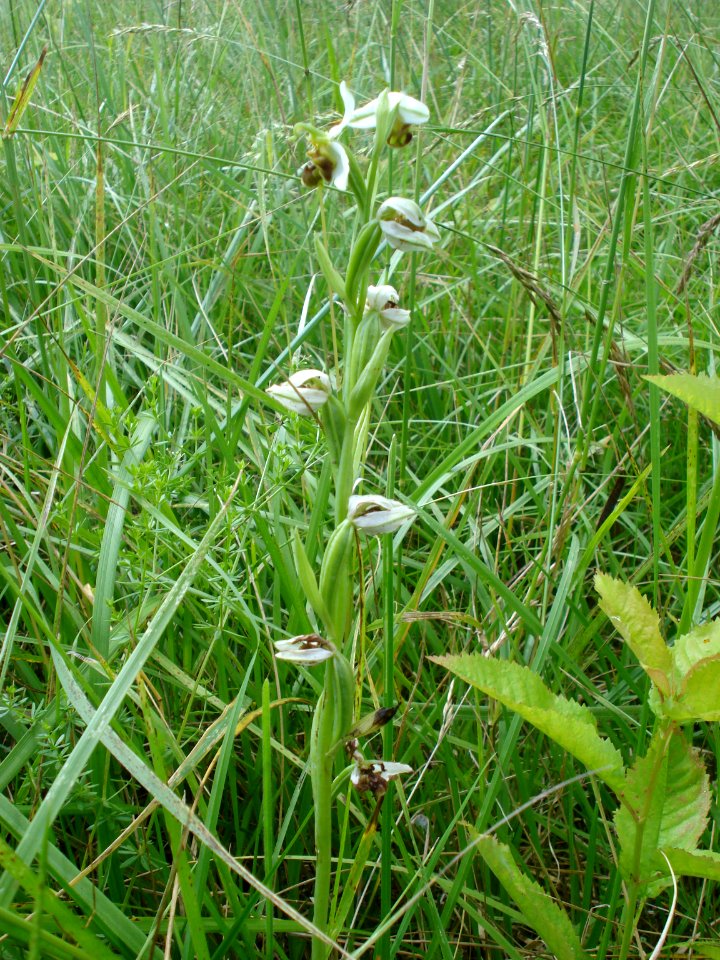 A_smaller_orchid,_Sorges_(Dordgogne,_Fr)
